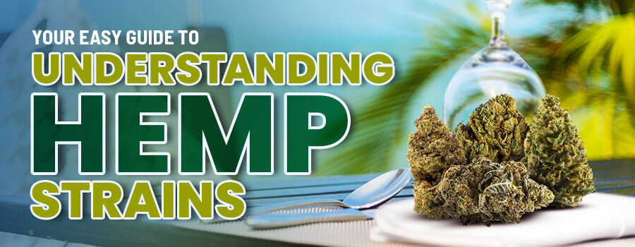 Guide to Hemp Strains