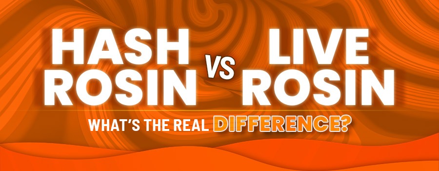 Hash Rosin vs Live Rosin